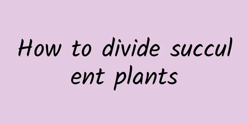 How to divide succulent plants