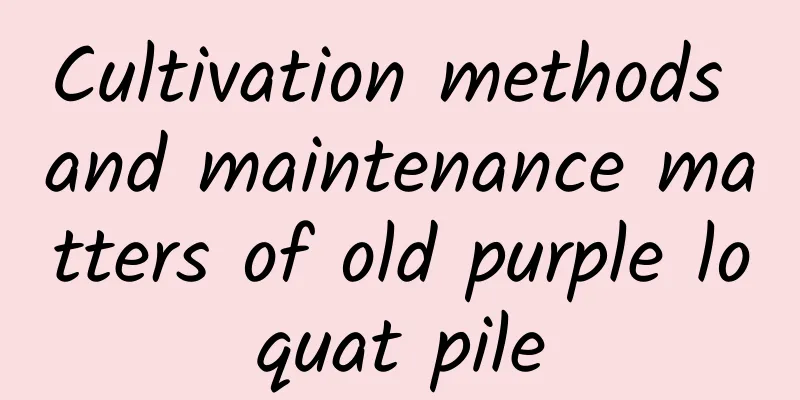 Cultivation methods and maintenance matters of old purple loquat pile
