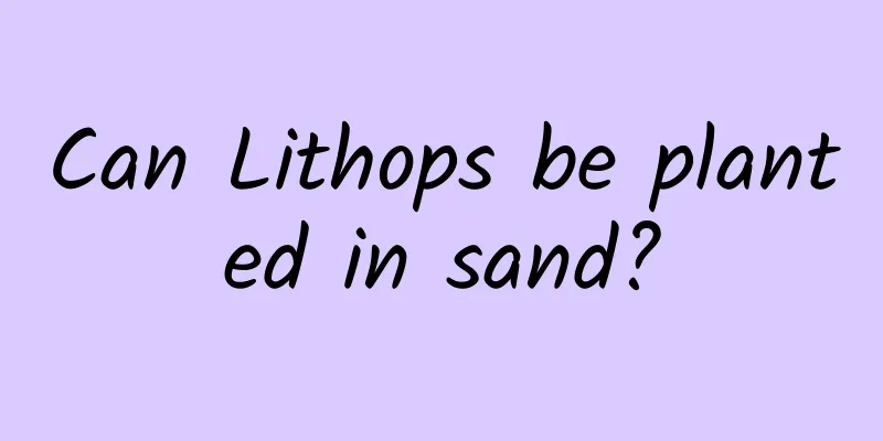Can Lithops be planted in sand?