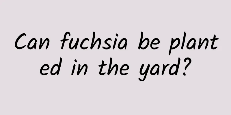 Can fuchsia be planted in the yard?