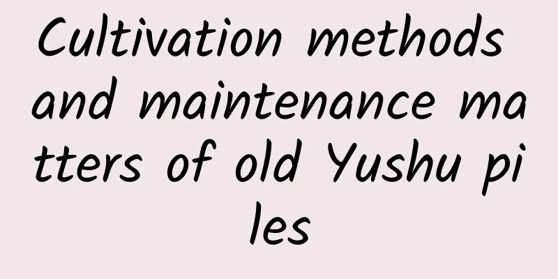 Cultivation methods and maintenance matters of old Yushu piles