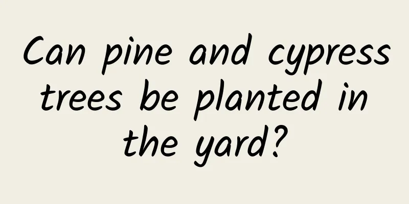 Can pine and cypress trees be planted in the yard?