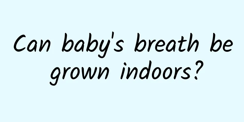 Can baby's breath be grown indoors?