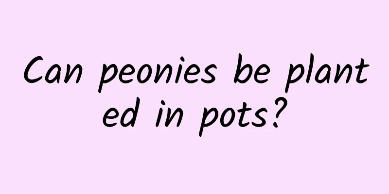 Can peonies be planted in pots?