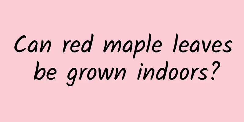 Can red maple leaves be grown indoors?