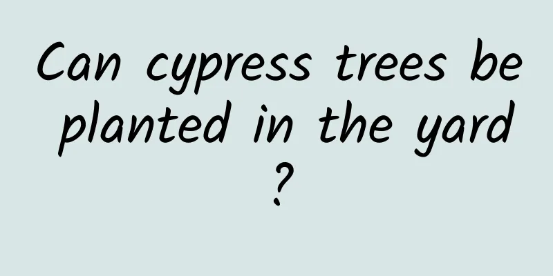 Can cypress trees be planted in the yard?