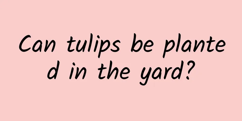 Can tulips be planted in the yard?