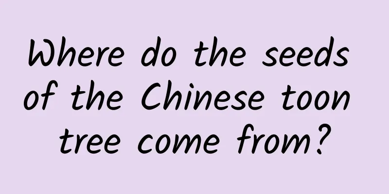 Where do the seeds of the Chinese toon tree come from?