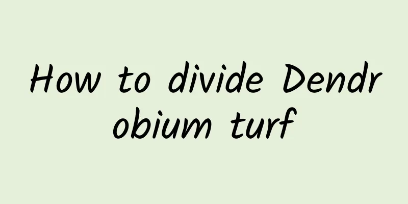 How to divide Dendrobium turf