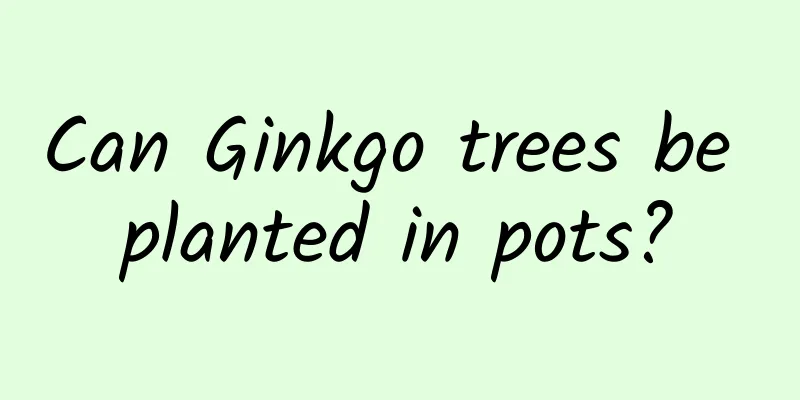Can Ginkgo trees be planted in pots?