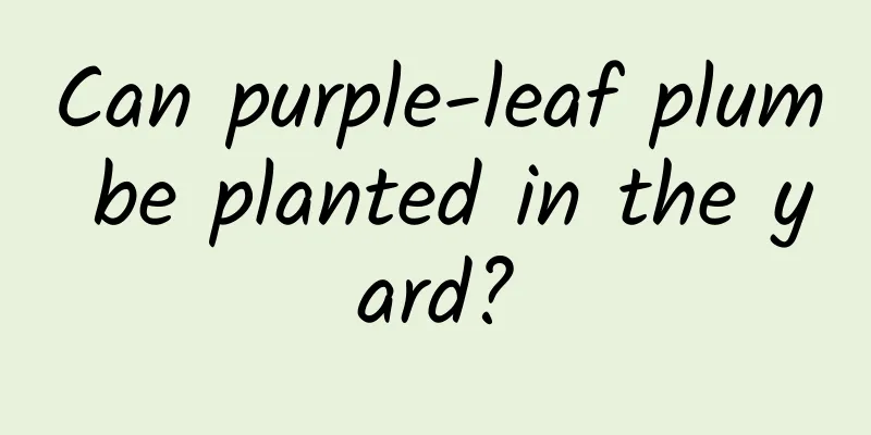 Can purple-leaf plum be planted in the yard?
