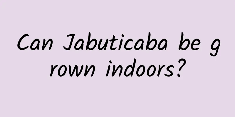 Can Jabuticaba be grown indoors?