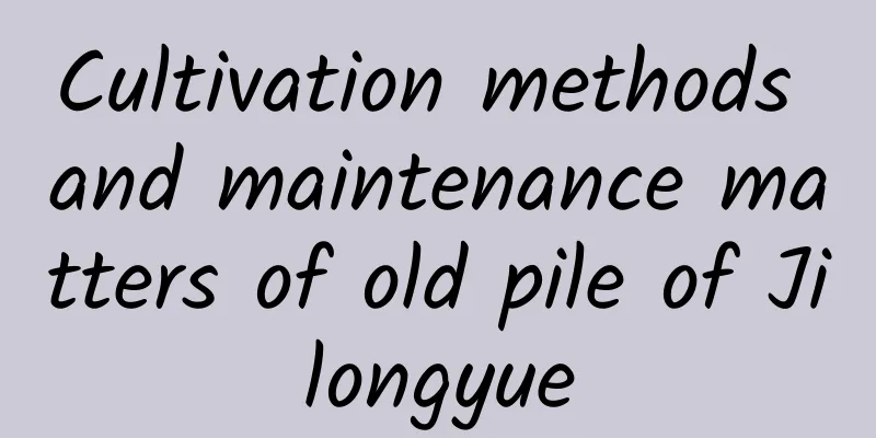 Cultivation methods and maintenance matters of old pile of Jilongyue
