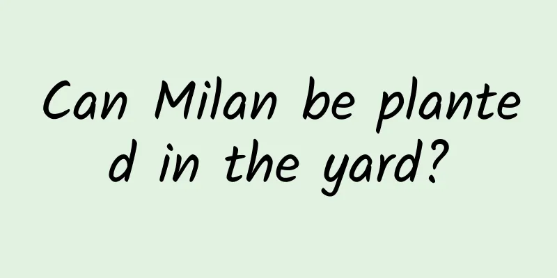 Can Milan be planted in the yard?