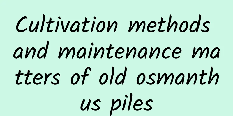 Cultivation methods and maintenance matters of old osmanthus piles