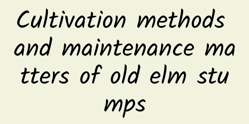 Cultivation methods and maintenance matters of old elm stumps