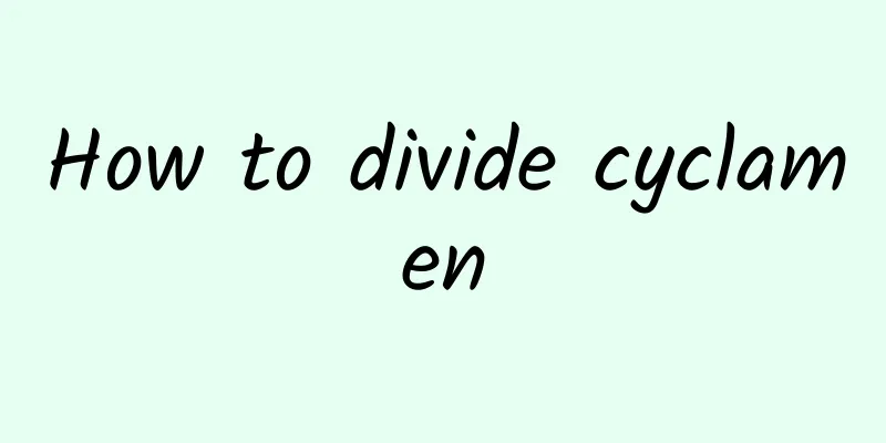 How to divide cyclamen