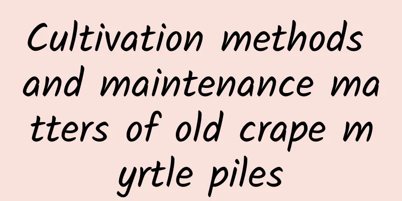 Cultivation methods and maintenance matters of old crape myrtle piles