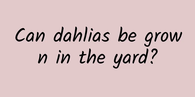 Can dahlias be grown in the yard?