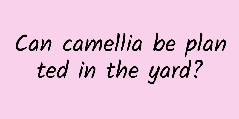 Can camellia be planted in the yard?