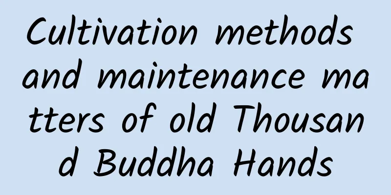 Cultivation methods and maintenance matters of old Thousand Buddha Hands