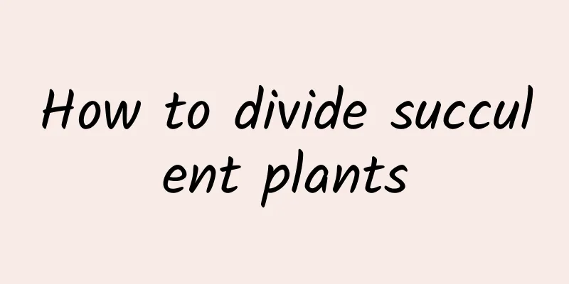 How to divide succulent plants