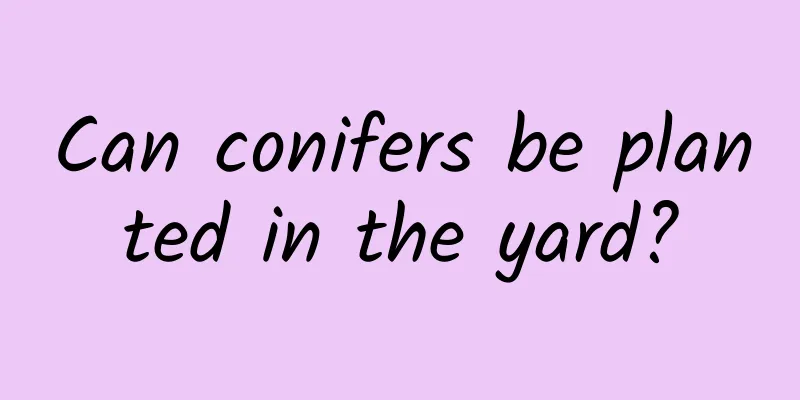 Can conifers be planted in the yard?
