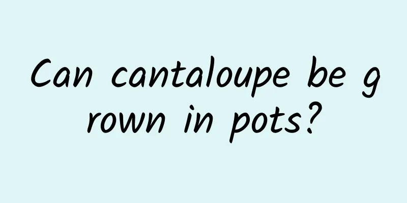 Can cantaloupe be grown in pots?