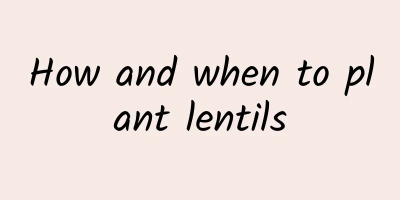 How and when to plant lentils
