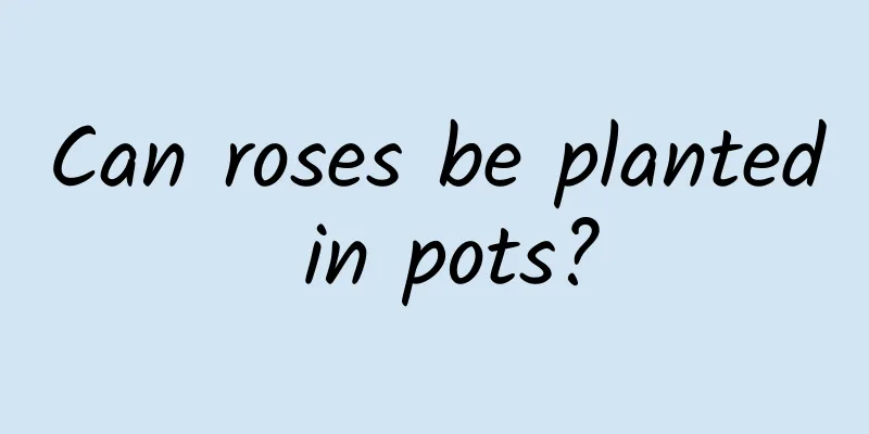 Can roses be planted in pots?