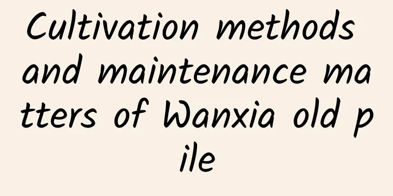 Cultivation methods and maintenance matters of Wanxia old pile