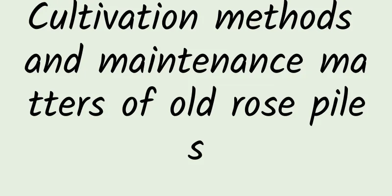 Cultivation methods and maintenance matters of old rose piles