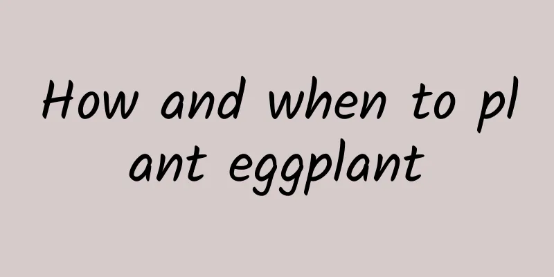 How and when to plant eggplant