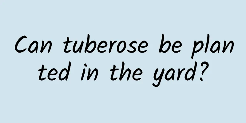 Can tuberose be planted in the yard?