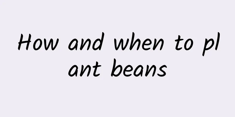 How and when to plant beans