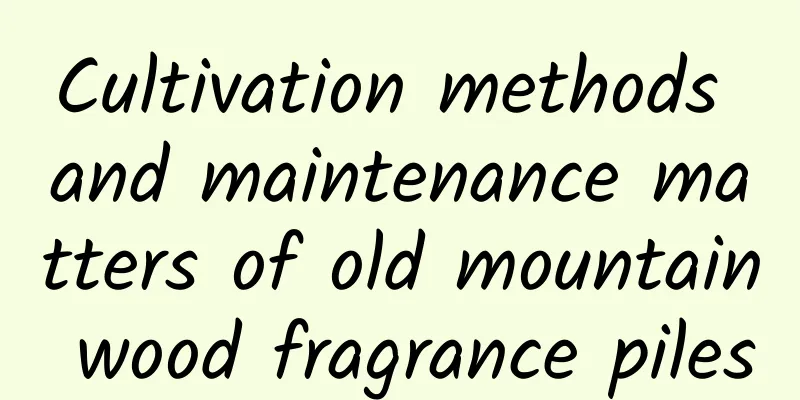 Cultivation methods and maintenance matters of old mountain wood fragrance piles