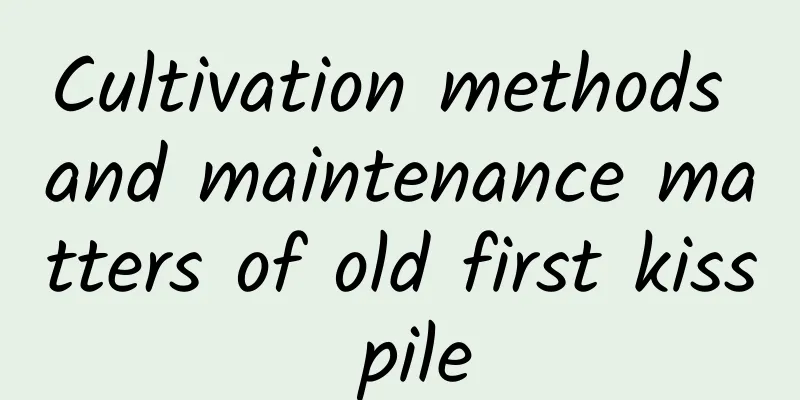 Cultivation methods and maintenance matters of old first kiss pile