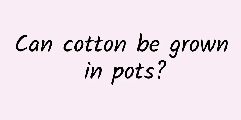 Can cotton be grown in pots?