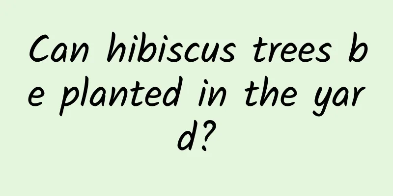Can hibiscus trees be planted in the yard?