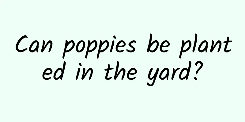 Can poppies be planted in the yard?