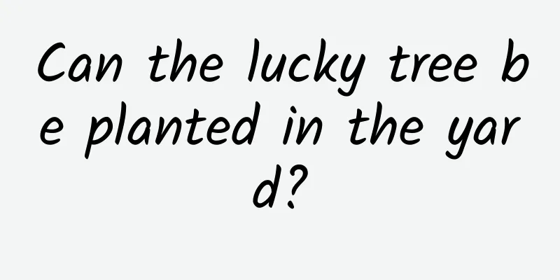 Can the lucky tree be planted in the yard?