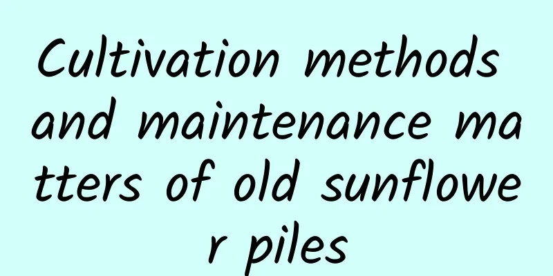 Cultivation methods and maintenance matters of old sunflower piles