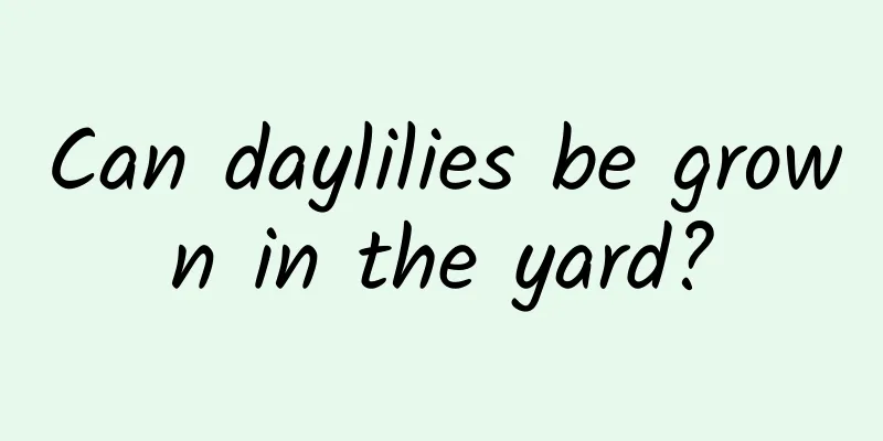 Can daylilies be grown in the yard?