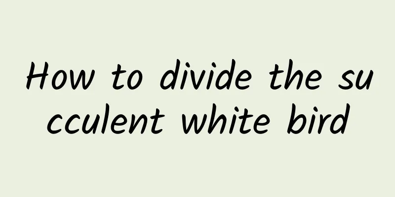 How to divide the succulent white bird