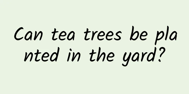 Can tea trees be planted in the yard?