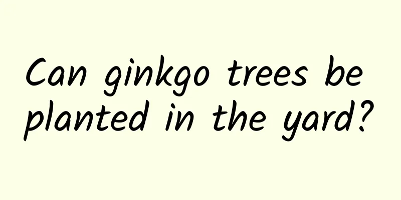 Can ginkgo trees be planted in the yard?