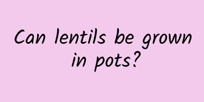 Can lentils be grown in pots?