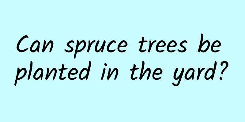 Can spruce trees be planted in the yard?