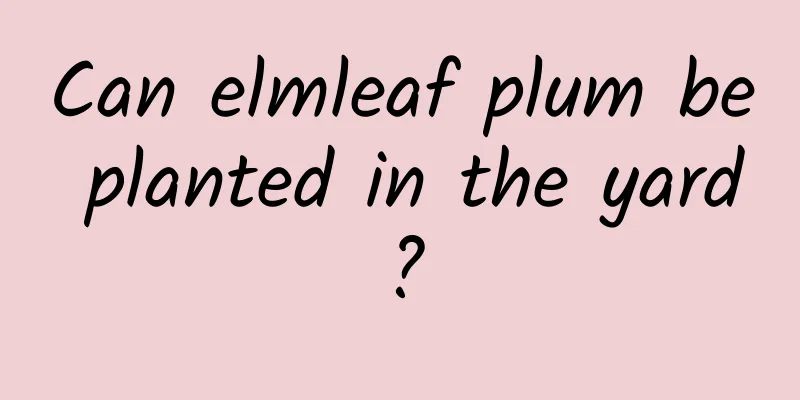 Can elmleaf plum be planted in the yard?