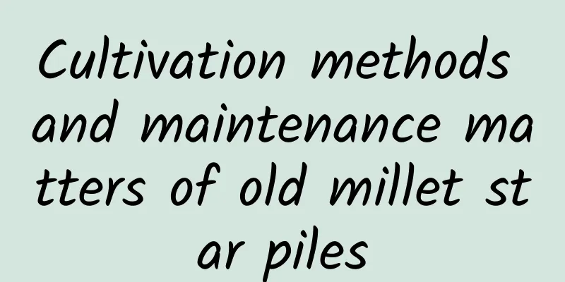 Cultivation methods and maintenance matters of old millet star piles
